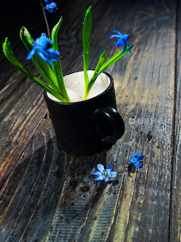 黑色的仍然有蓝色的花(scilla siberica)